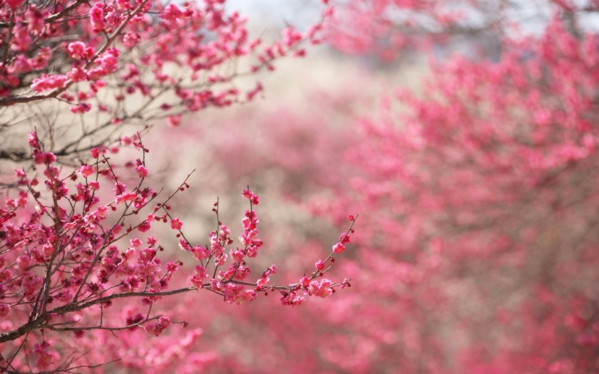 6805663-pink-flower-wallpaper-tumblr